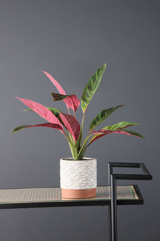 39cm Artificial Maranta Plant